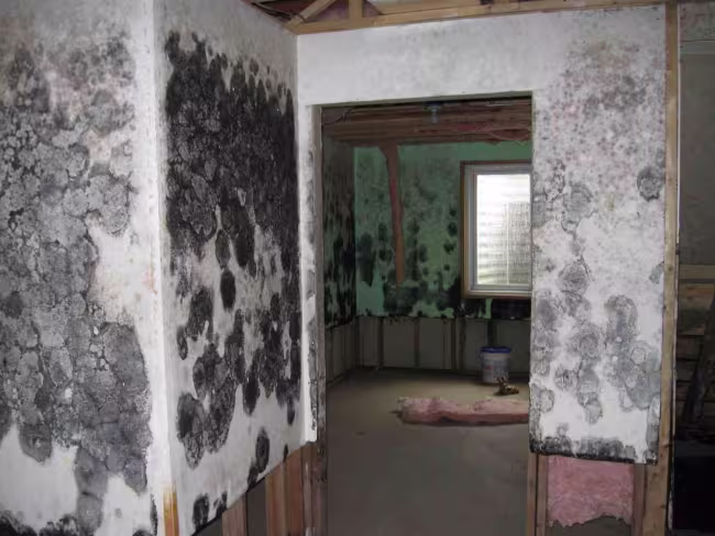 Mold