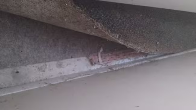 dealing-with-mold-in-workplace-1024x576