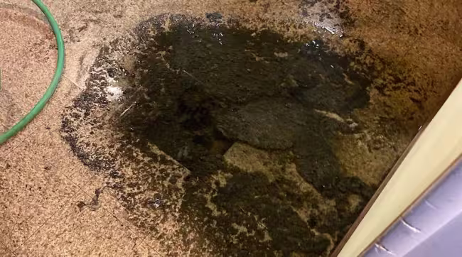 sewage-backup-1