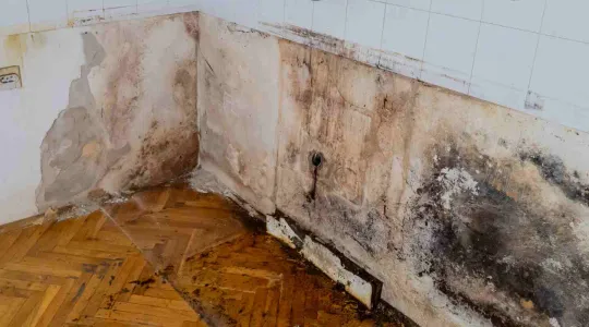 mold on kitchen wall