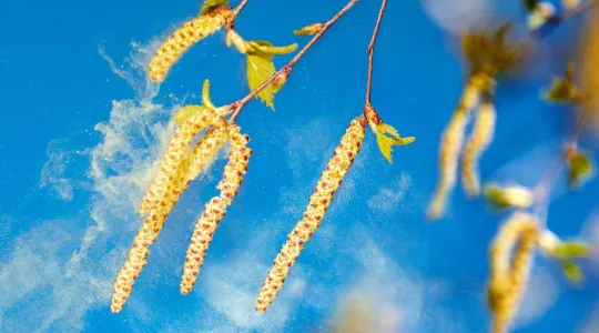 Pollen on tree with blue sky
