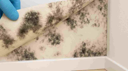 hidden black mold