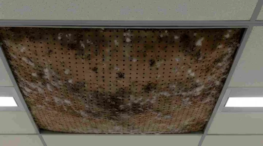 mold behind commercial building ceiling tile