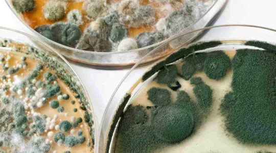 mold in petri dish