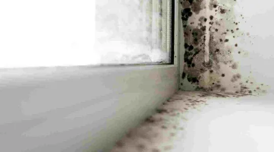 mold in home window after rain