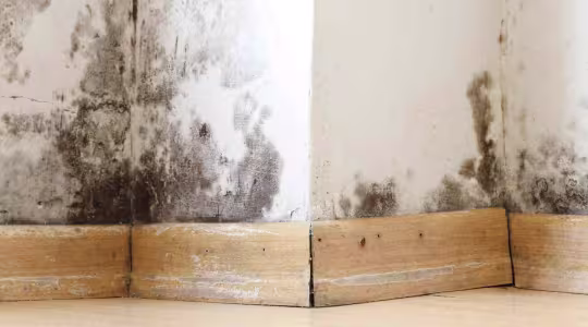 black mold on wall