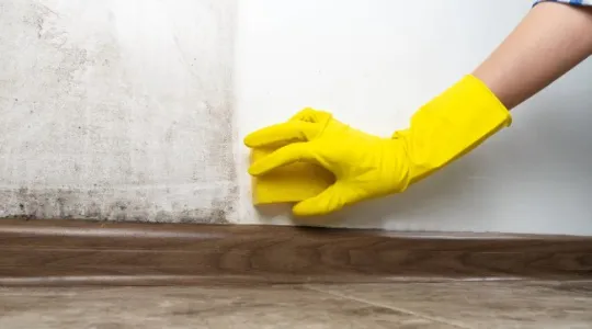 Early detection tips for post-rain mold