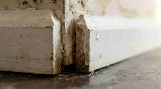 water damaged baseboard starting to grow mold