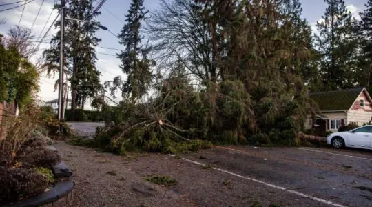 Windstorm damage in Willamette Valley