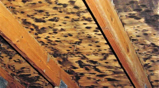 Mold Growth on Building Structure