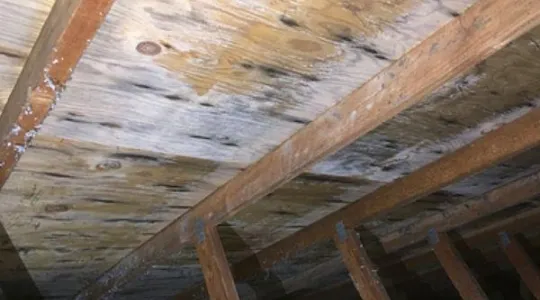 mold on attic roof sheathing seen from attic