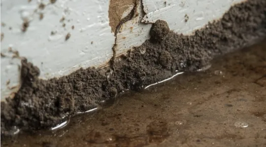 mold in attic