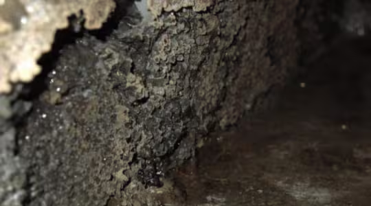 Mold After Water Damage in Azusa, CA