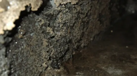 Mold After Water Damage in Azusa, CA
