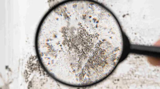 mold under microscope