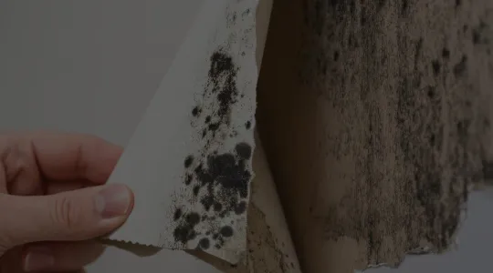 Mold