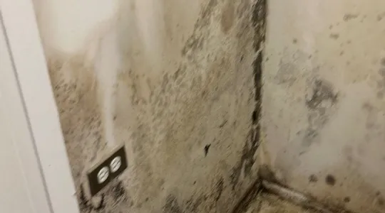 facts-about-mold-1