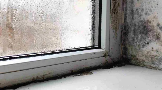 mold growing from condensation from a window