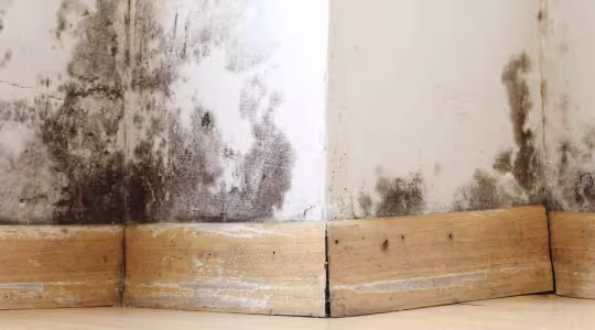 black mold on a wall