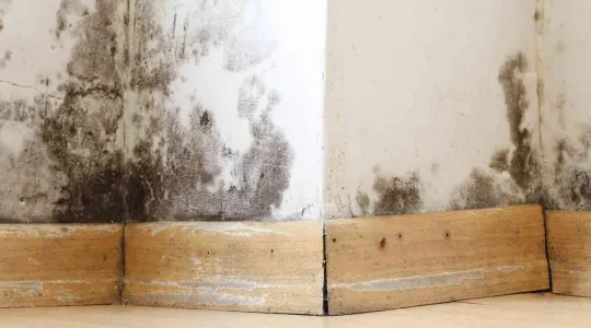 black mold on a wall