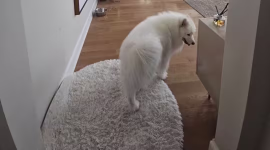 how-to-clean-a-shag-rug-