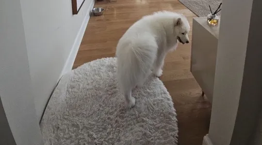 how-to-clean-a-shag-rug-