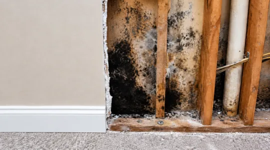 Mold inside of wall cavity