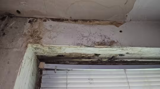 Mold-Remediation-Service