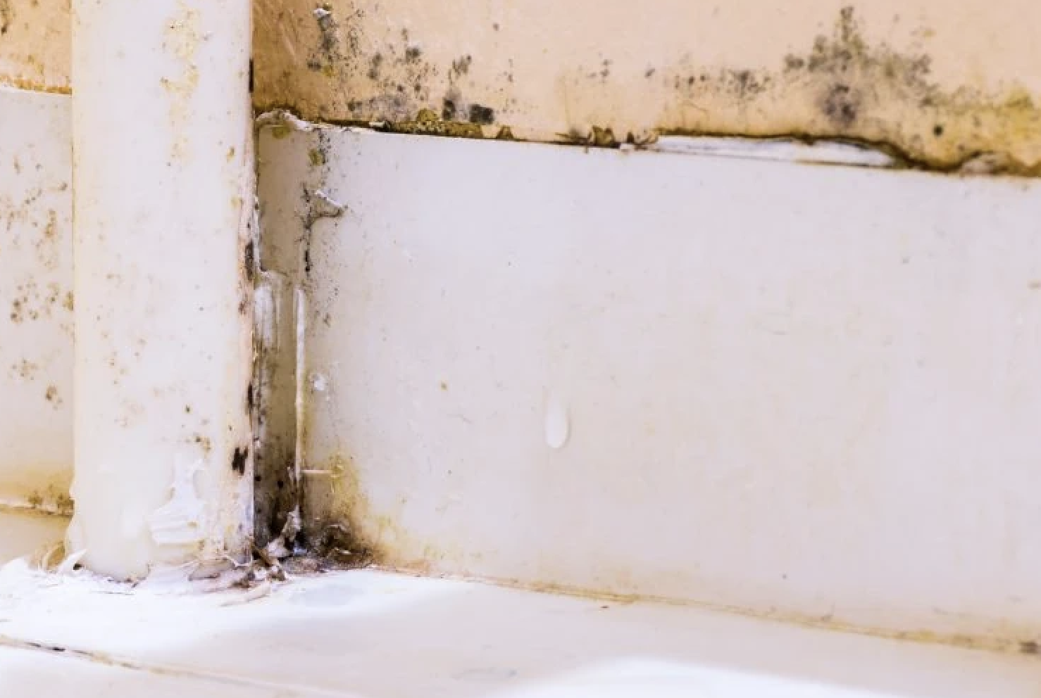 Mold Growth In Bathroom   Screenshot 2024 01 08 At 3.03.09 PM 