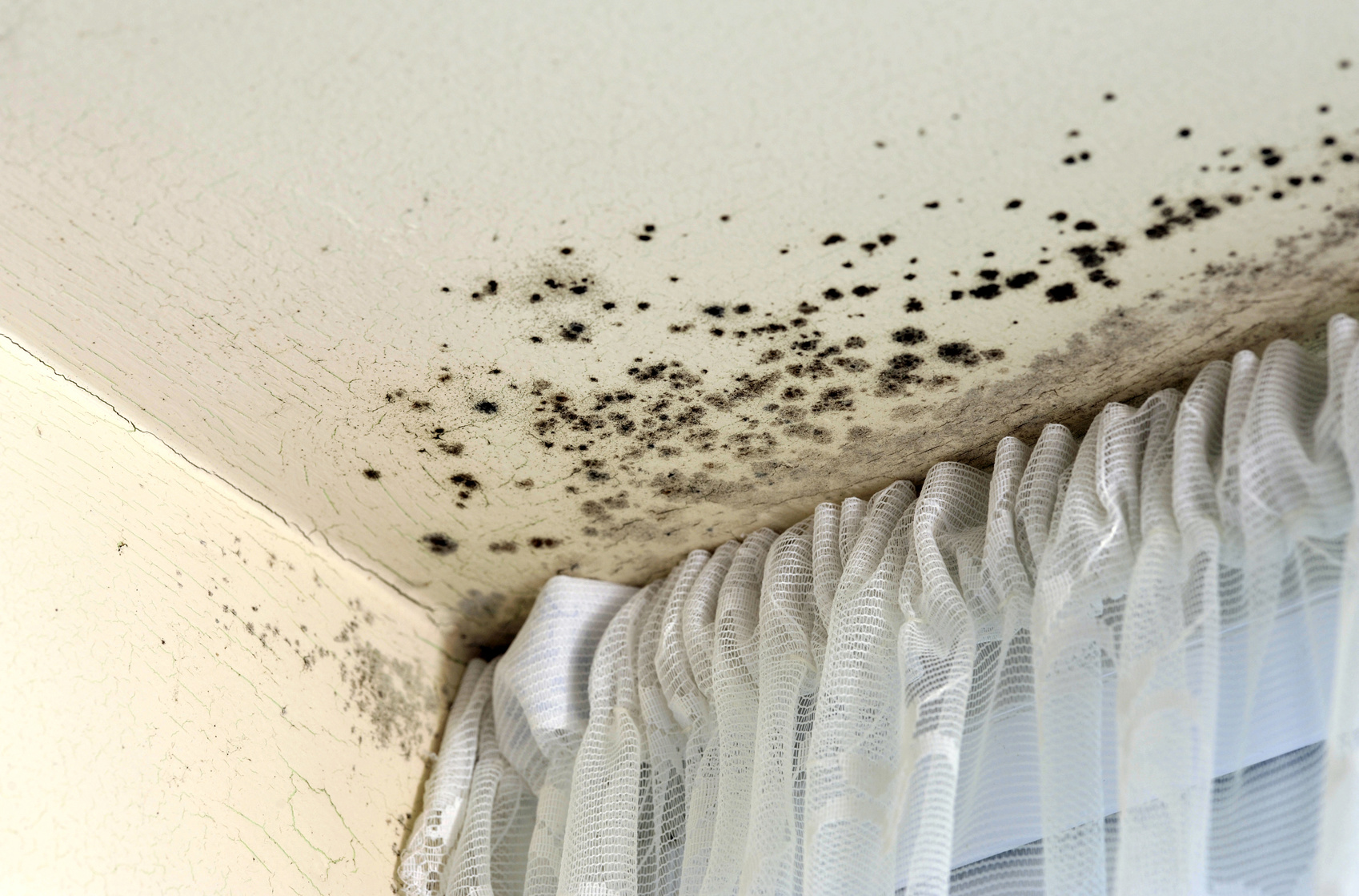 How Mold Can Affect Your Health