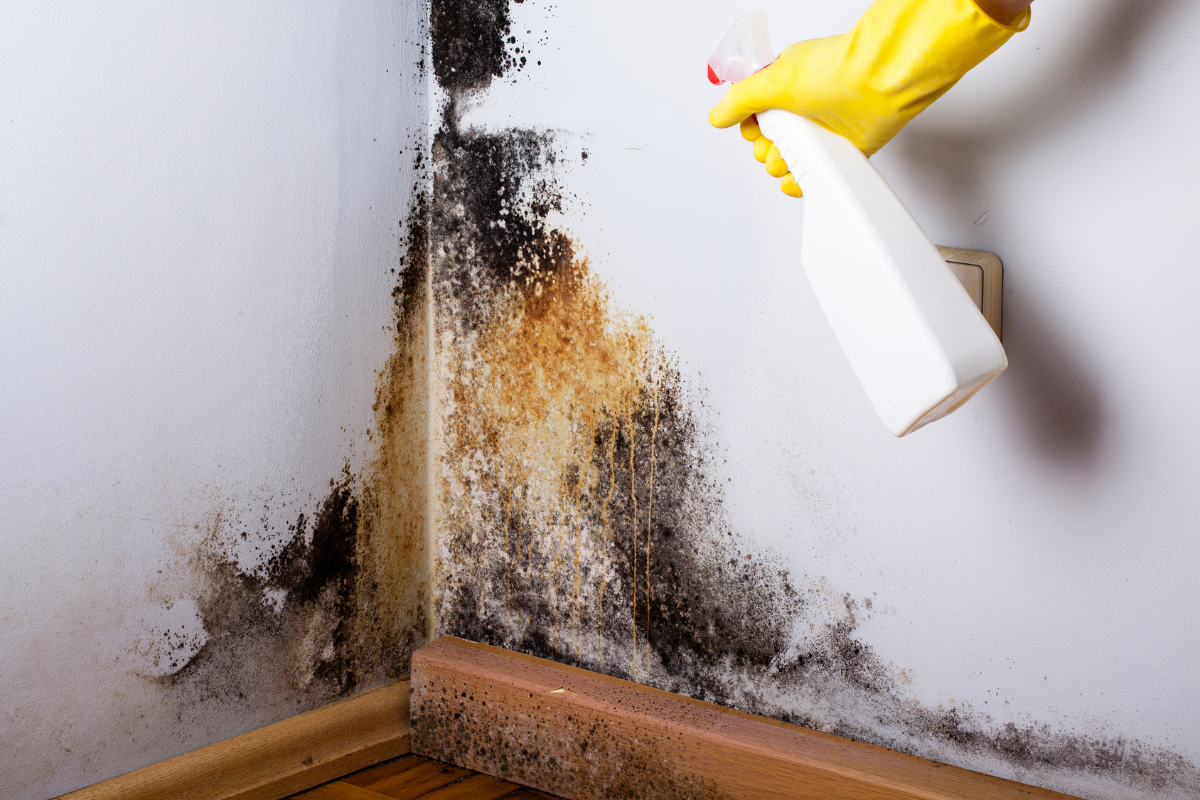 How Mold Spreads in Your Home and How to Stop It